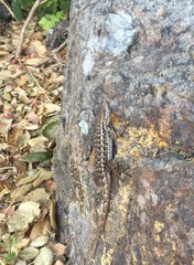 Sceloporus occidentalis