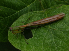 Tenodera sinensis
