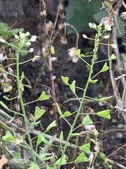 Capsella bursa-pastoris