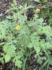 Senecio viscosus