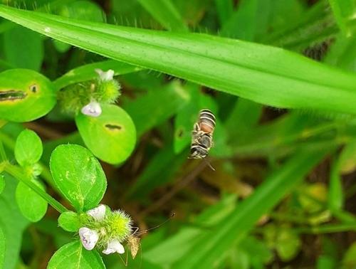 Nomia perconcinna