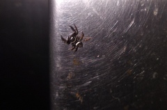 Hasarius adansoni