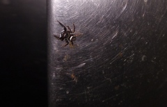 Hasarius adansoni