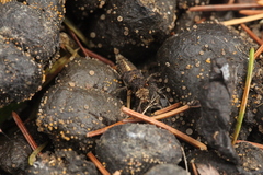 Ascobolus sacchariferus