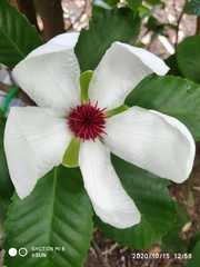 Dillenia philippinensis