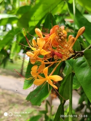 Saraca indica