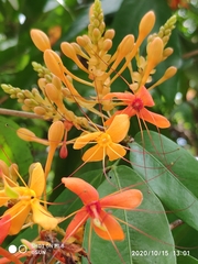 Saraca indica