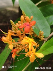 Saraca indica