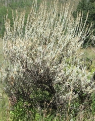 Artemisia bigelovii