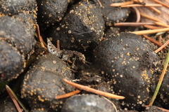 Dinothenarus pubescens