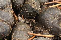 Dinothenarus pubescens