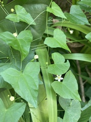 Zehneria