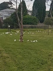 Cacatua