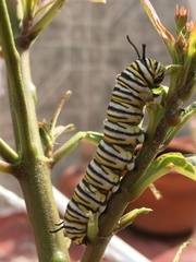 Danaus plexippus