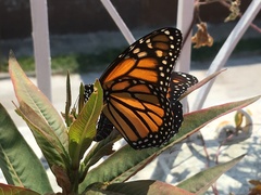 Danaus plexippus