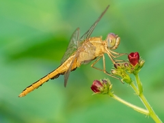 Crocothemis servilia