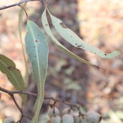 Corymbia stockeri