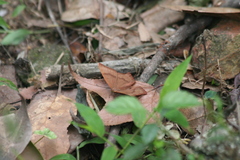 Abisara echerius