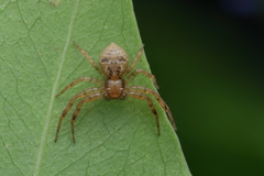 Indoxysticus minutus