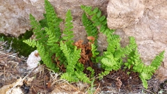 Woodsia montevidensis