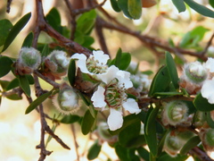 Leptospermum myrtifolium