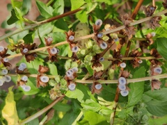 Ocimum basilicum