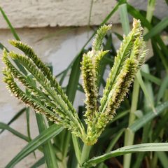 Eleusine coracana