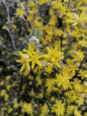 Corokia