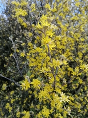 Corokia