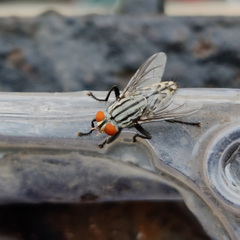 Sarcophagidae