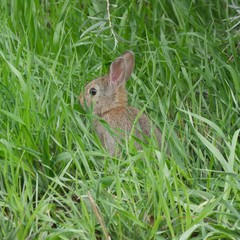 Sylvilagus nuttallii