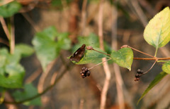 Notocrypta curvifascia