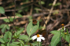 Potanthus pseudomaesa