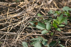Potanthus pseudomaesa