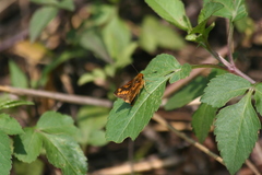 Potanthus pseudomaesa