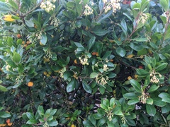 Pittosporum crassifolium
