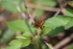 Potanthus pseudomaesa