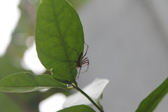 Oxyopes shweta