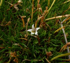 Lobelia oligophylla