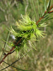 Melaleuca linearis acerosa
