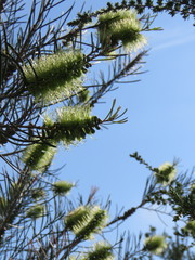 Melaleuca linearis acerosa