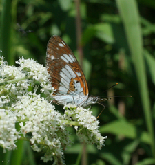 Limenitis doerriesi