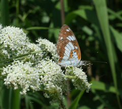 Limenitis doerriesi