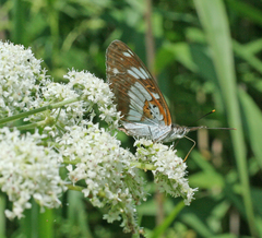 Limenitis doerriesi