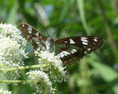 Limenitis doerriesi