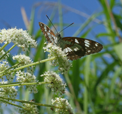 Limenitis doerriesi