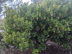 Pittosporum crassifolium