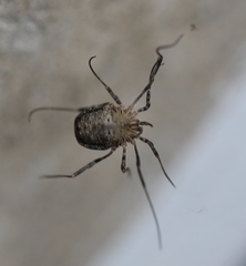 Odiellus lendlii