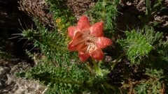 Caiophora chuquitensis