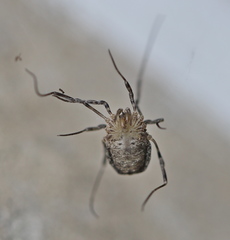 Odiellus lendlii